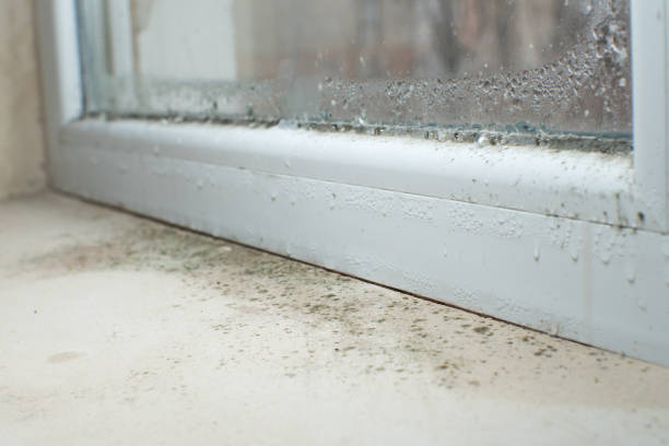 Best Mold Removal for HVAC Installations  in Pasco, WA